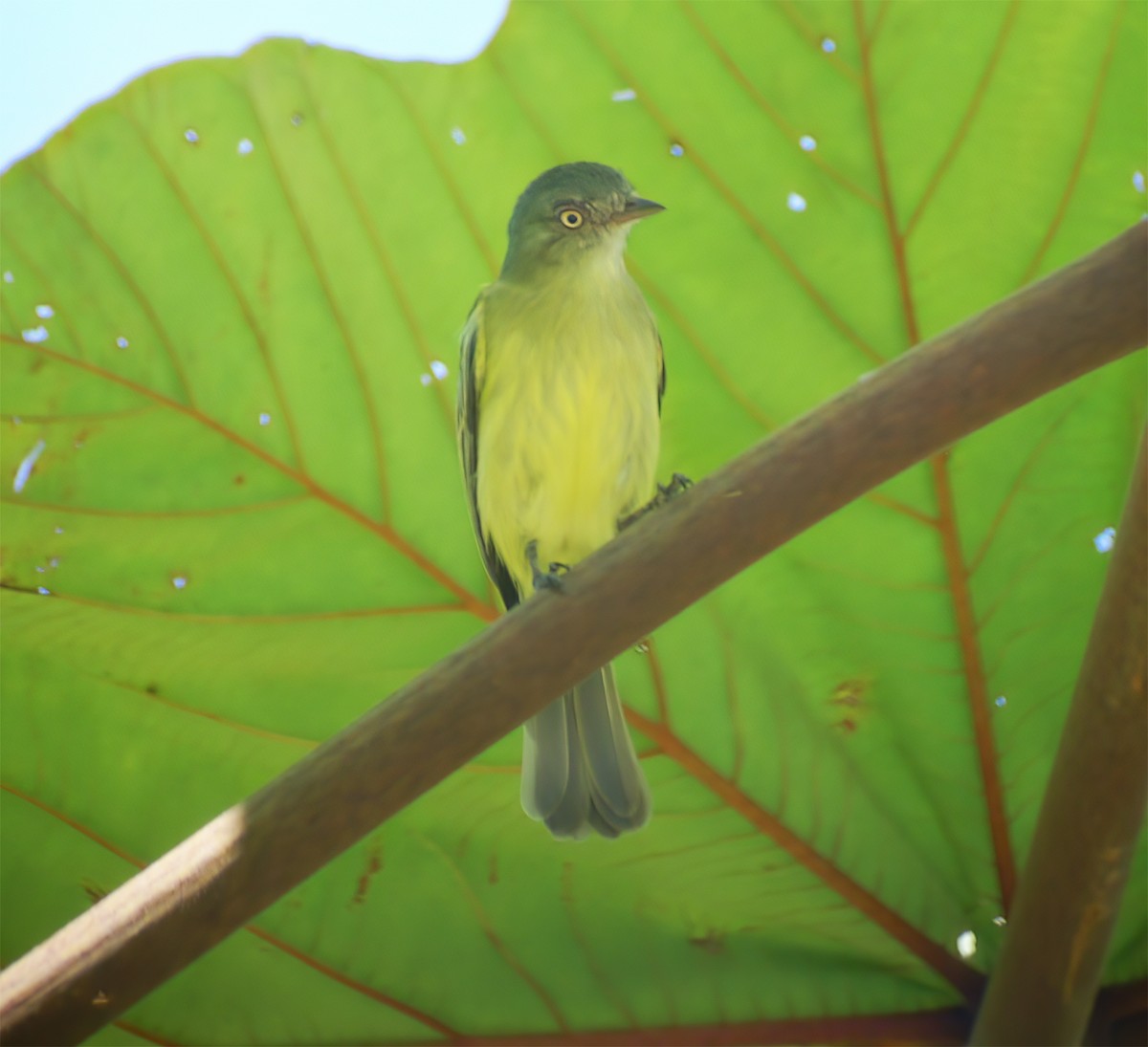 Red-billed Tyrannulet - ML652224992