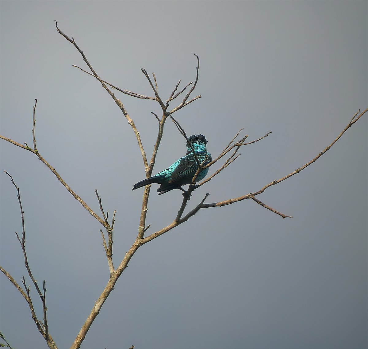 Spangled Cotinga - ML652225008