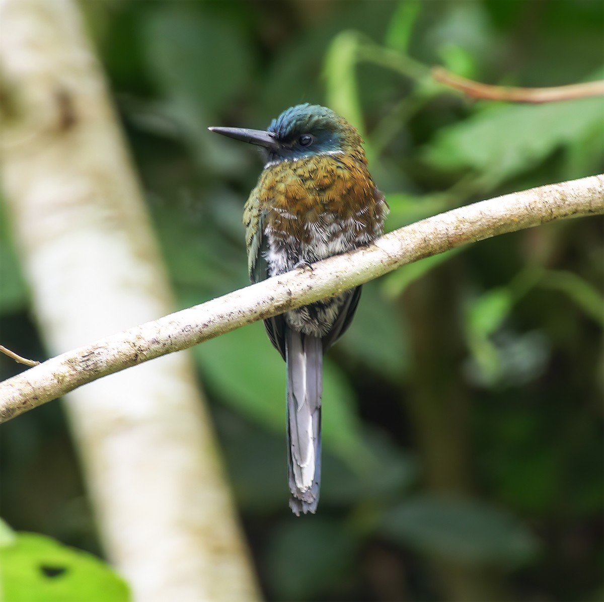 Purplish Jacamar - ML652225034