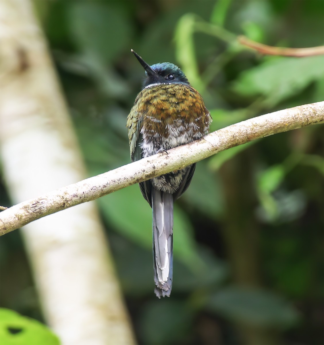 Purplish Jacamar - ML652225035