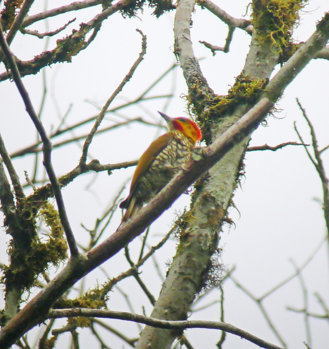 White-throated Woodpecker - ML652225059