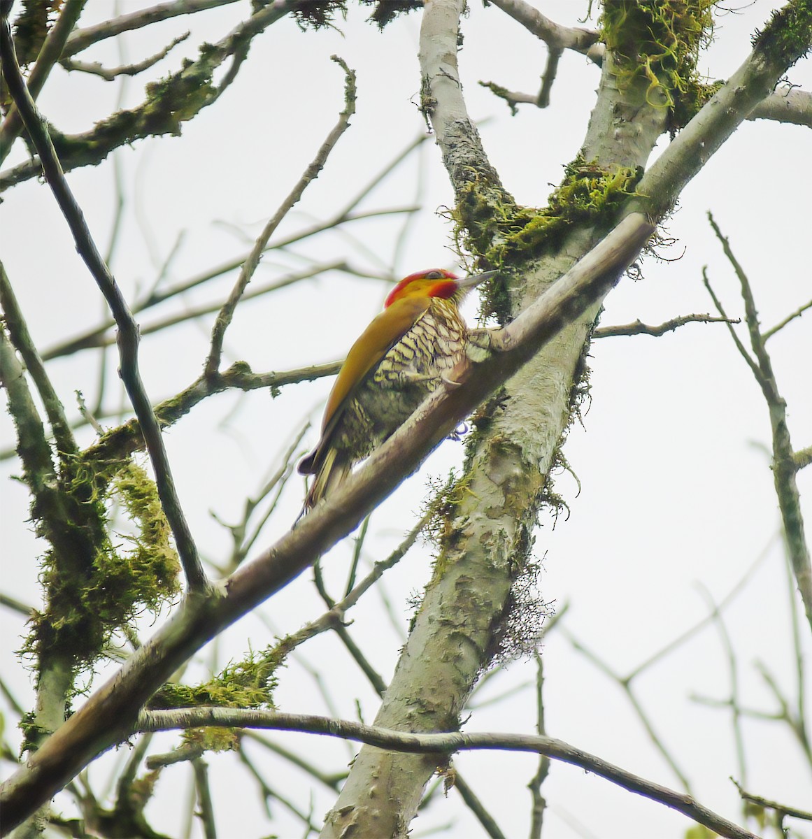 White-throated Woodpecker - ML652225060