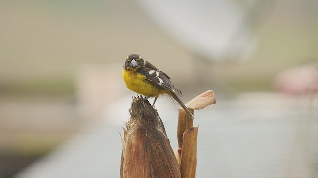 Black-backed Grosbeak - ML652225086