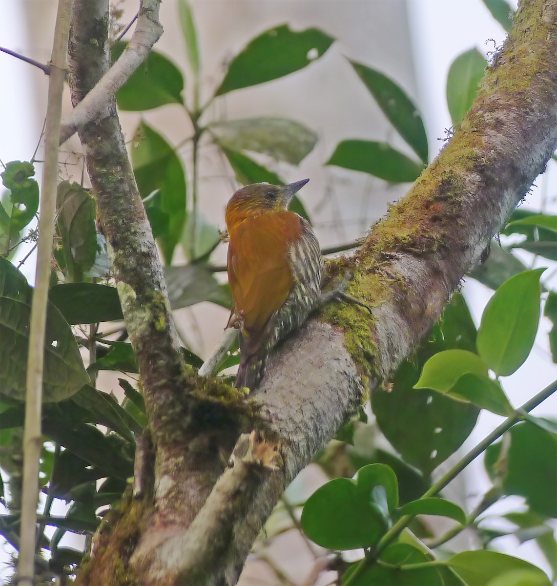 Red-stained Woodpecker - ML652225109
