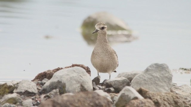 Piviere americano - ML652225180