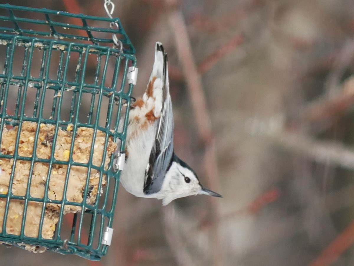 White-breasted Nuthatch - ML652225183