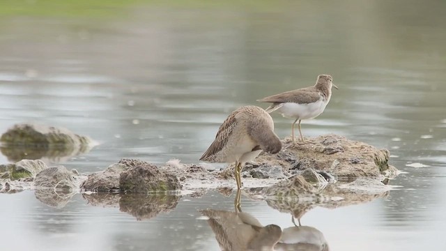 Limnodromo pettorossiccio - ML652225184