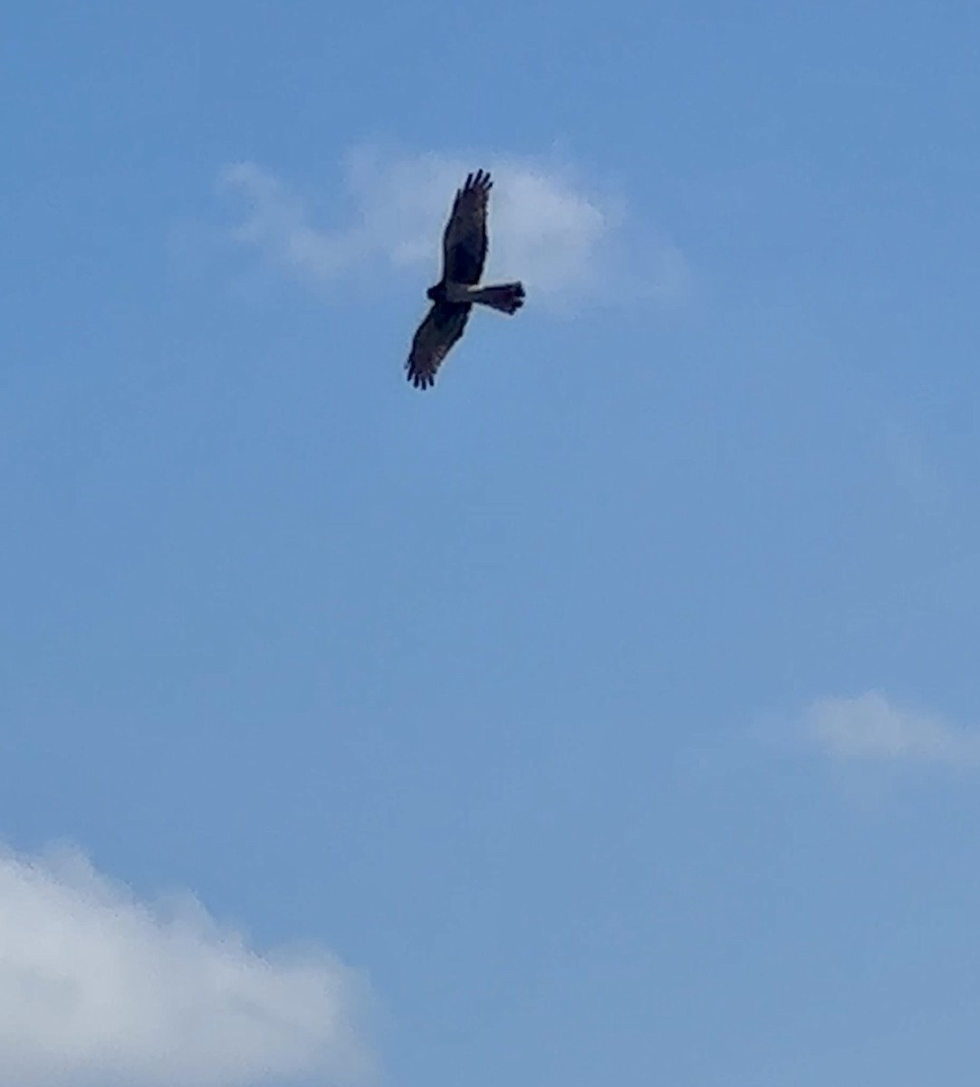 זרון אמריקני - ML652225251