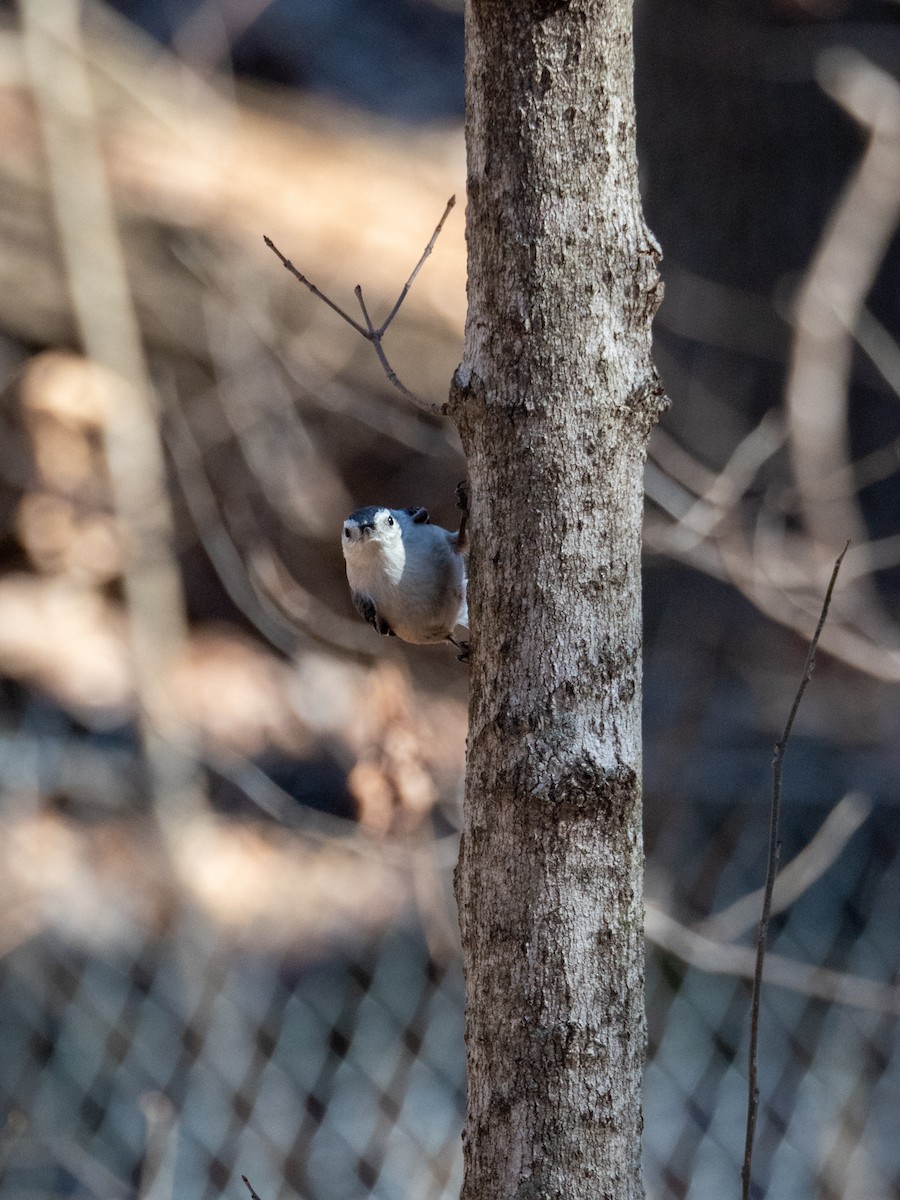 White-breasted Nuthatch - ML652225285
