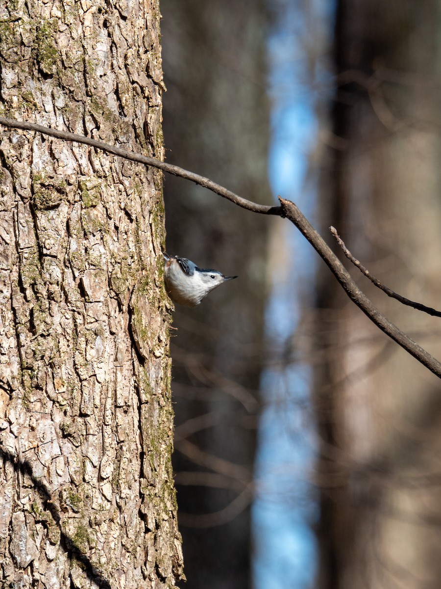 White-breasted Nuthatch - ML652225286