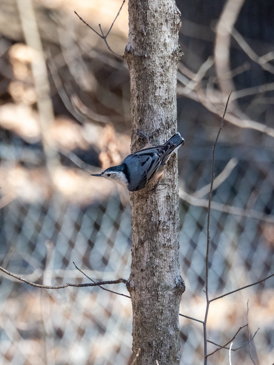 White-breasted Nuthatch - ML652225287