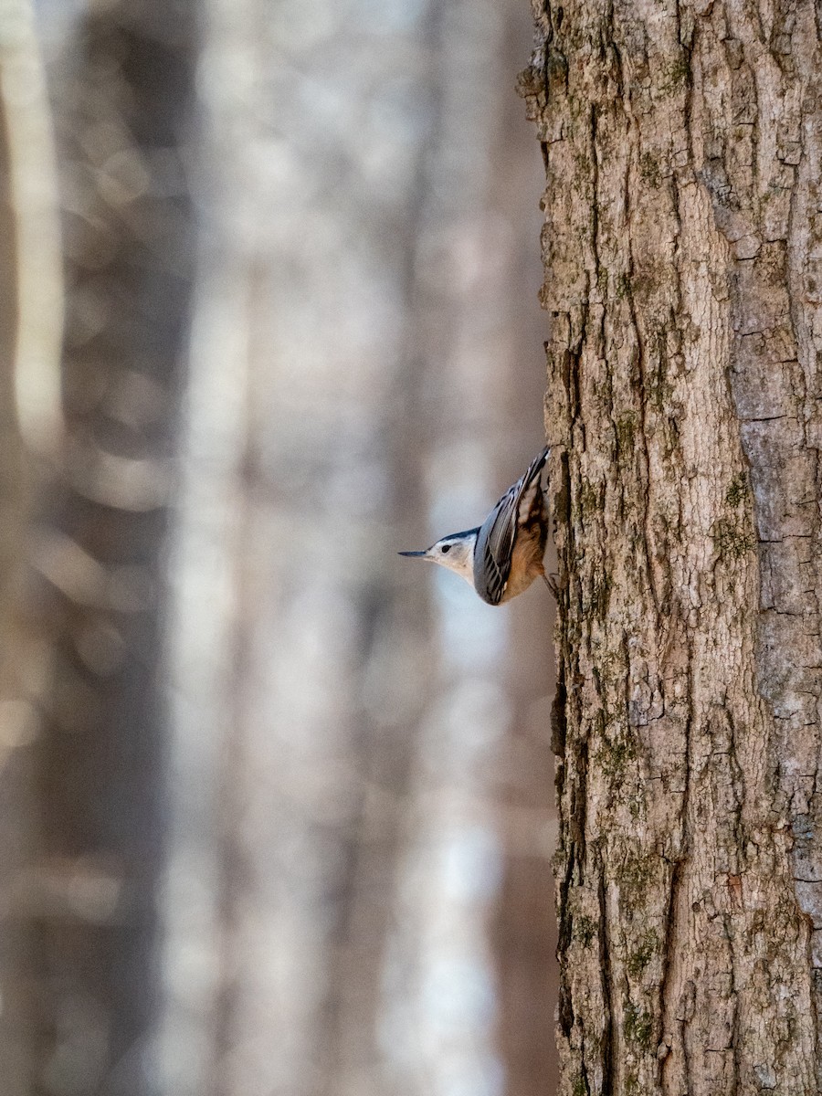 White-breasted Nuthatch - ML652225288