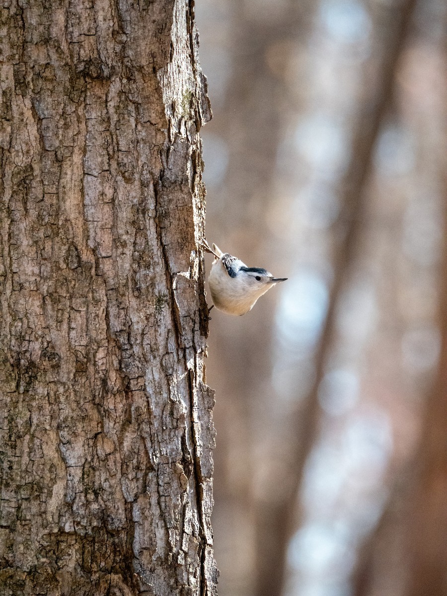 White-breasted Nuthatch - ML652225292