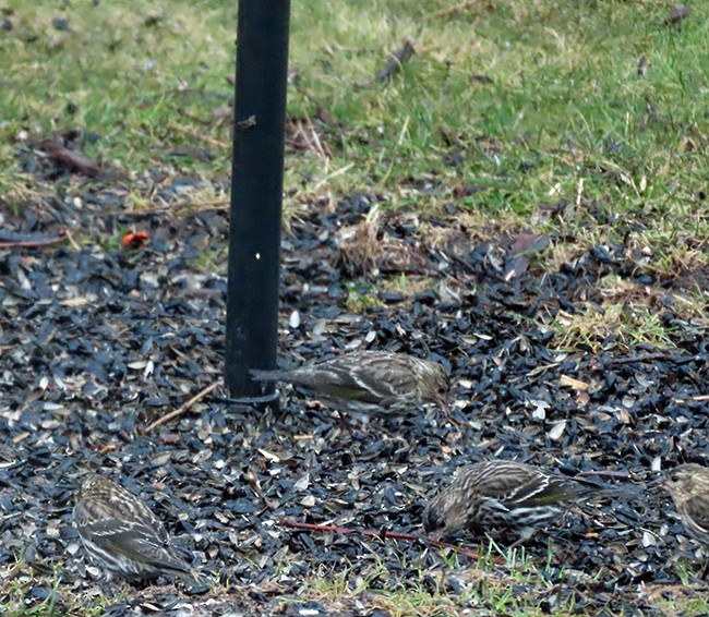 Jilguero de Los Pinos - ML652225308