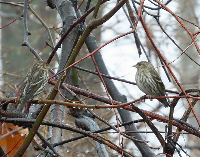 Jilguero de Los Pinos - ML652225319
