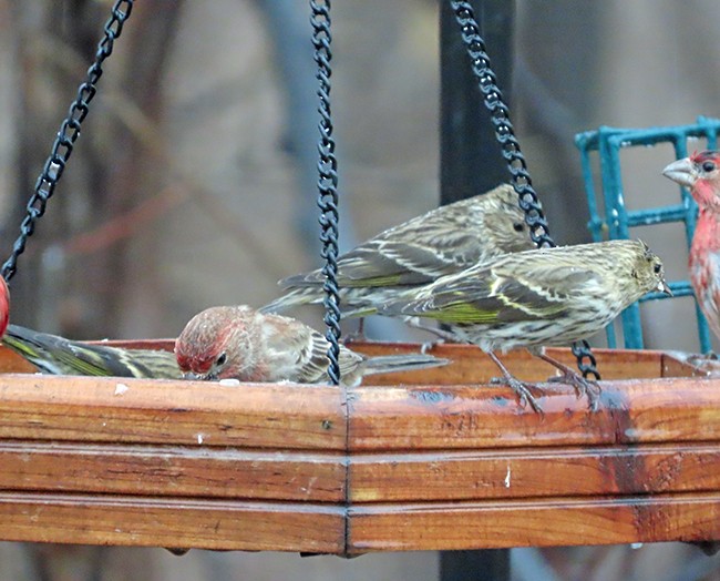 Jilguero de Los Pinos - ML652225323