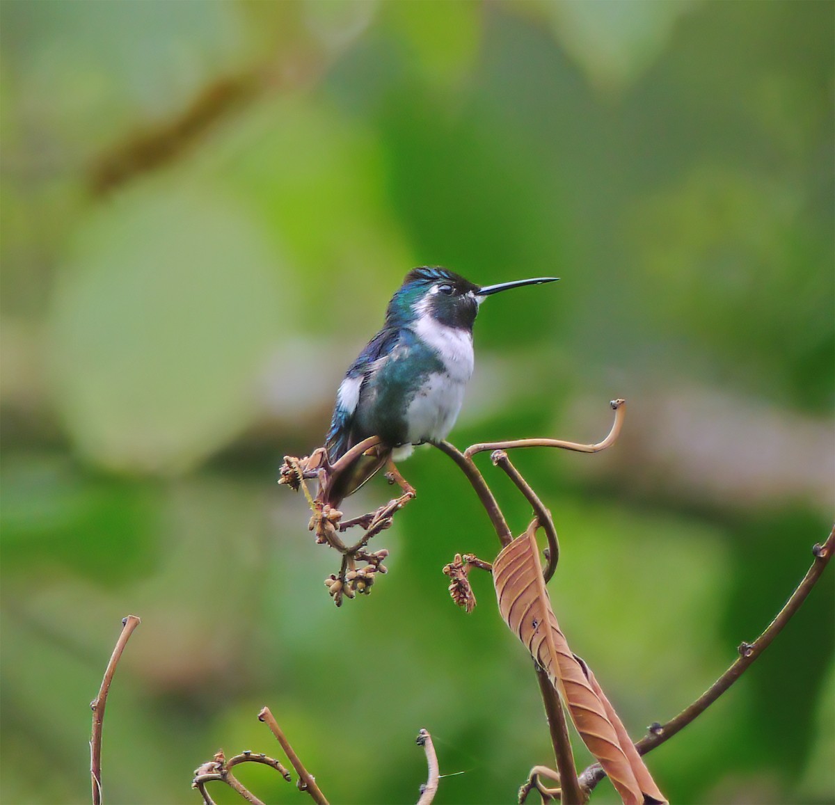 Amethyst Woodstar - ML652225328