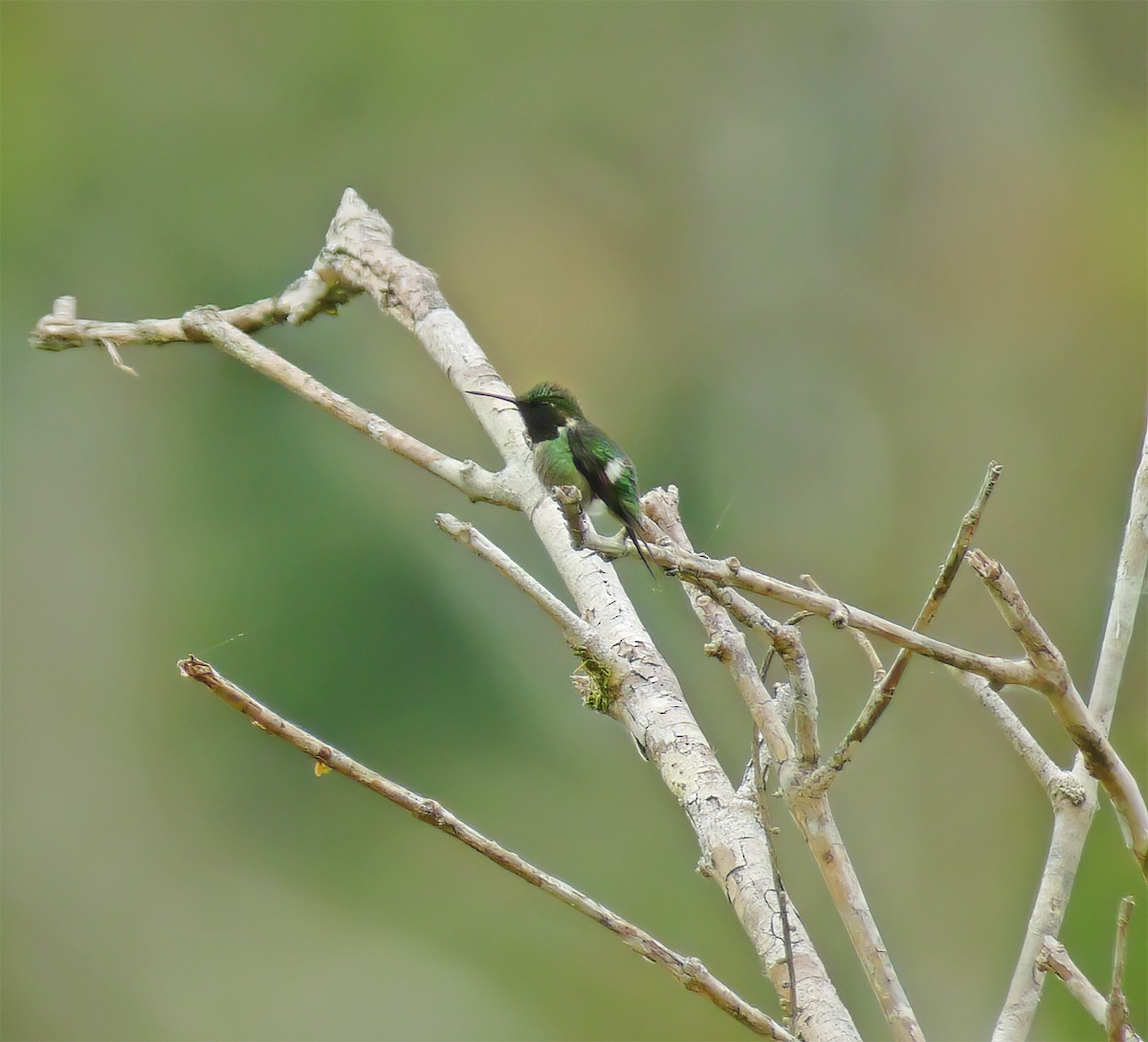 Amethyst Woodstar - ML652225329