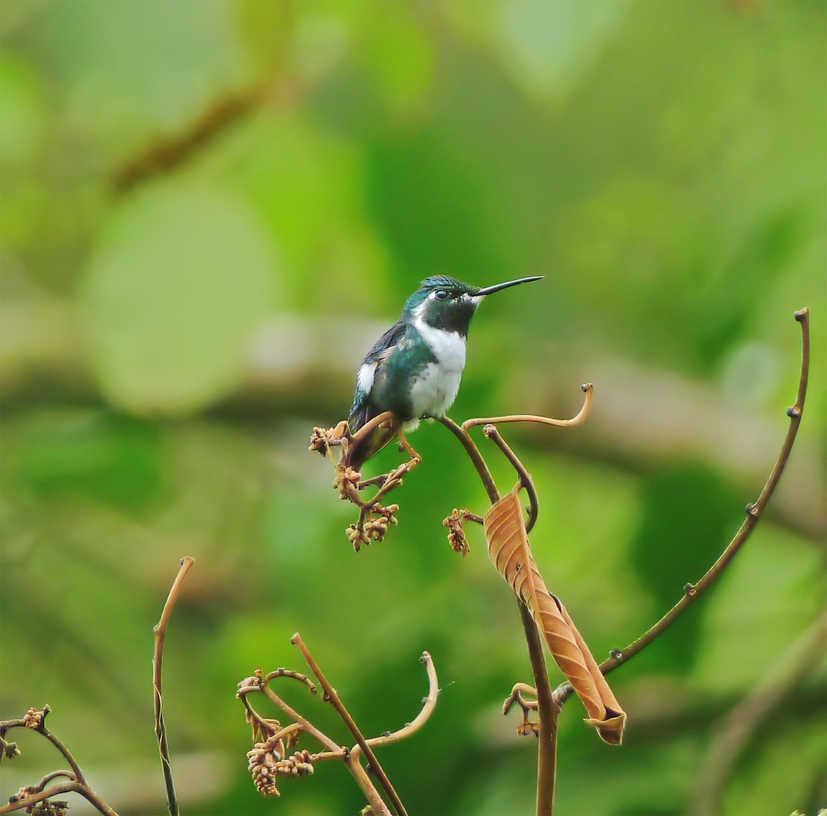 Amethyst Woodstar - ML652225330