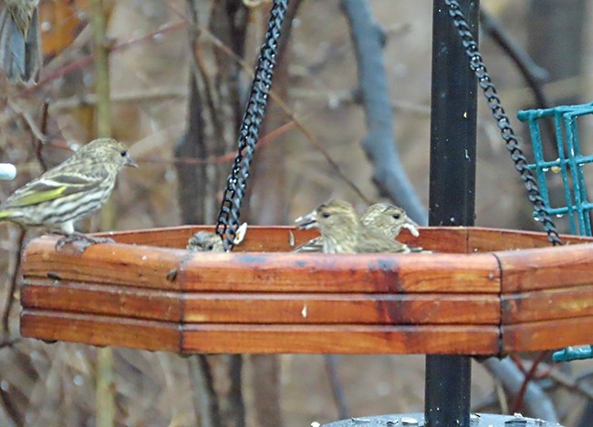 Jilguero de Los Pinos - ML652225331