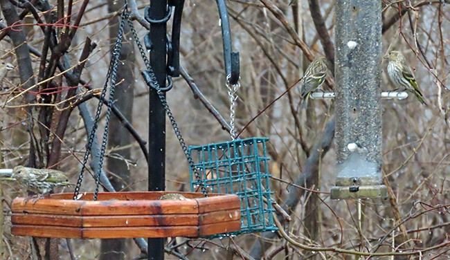 Jilguero de Los Pinos - ML652225334