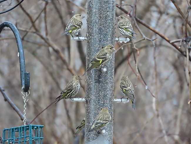 Jilguero de Los Pinos - ML652225337