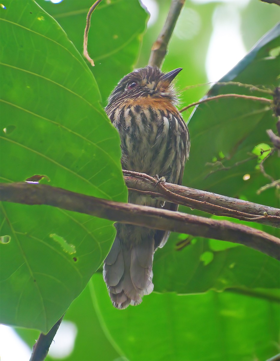 Black-streaked Puffbird - ML652225349