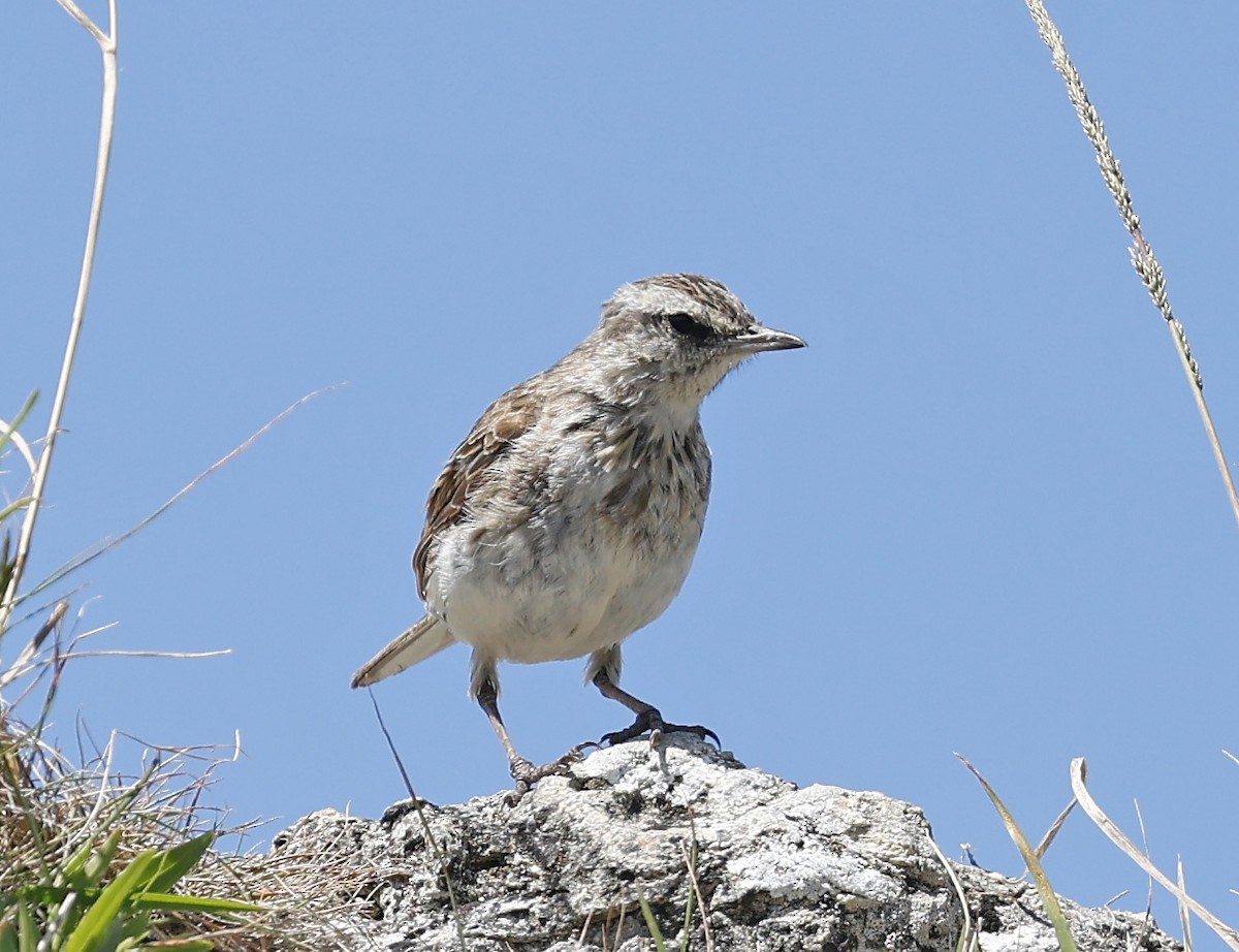 Yeni Zelanda İncirkuşu - ML652225362