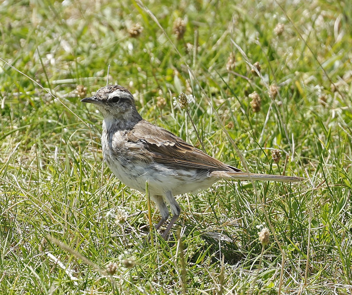 Yeni Zelanda İncirkuşu - ML652225363