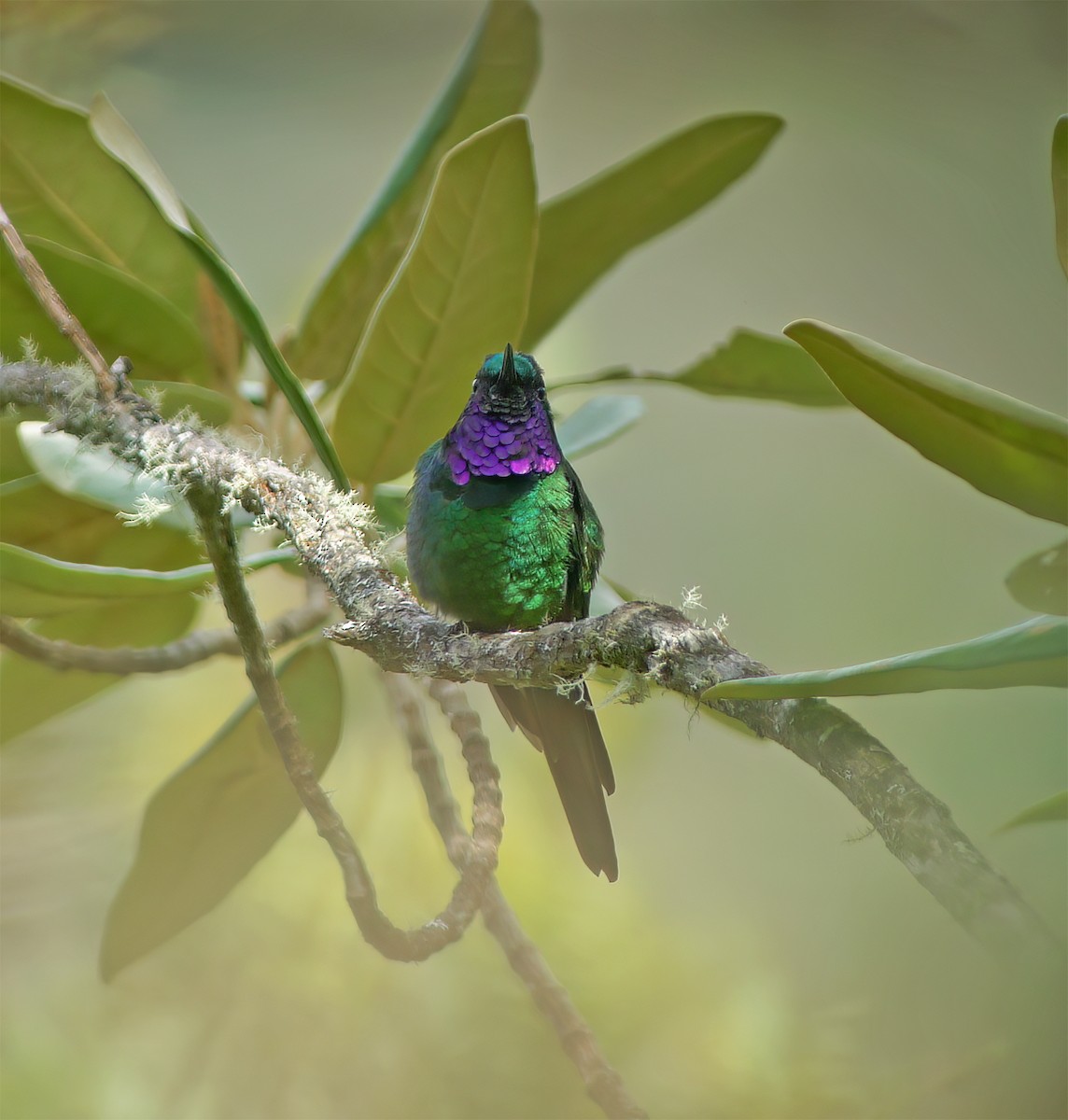 Purple-throated Sunangel - ML652225396