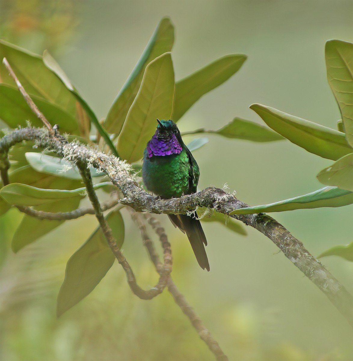 Purple-throated Sunangel - ML652225397