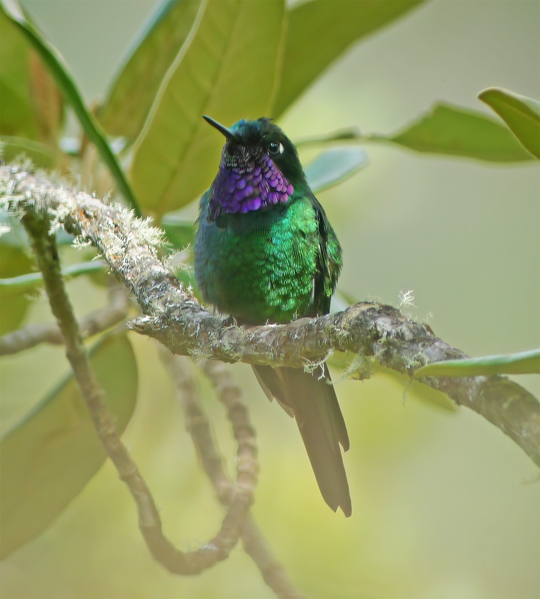 Purple-throated Sunangel - ML652225398