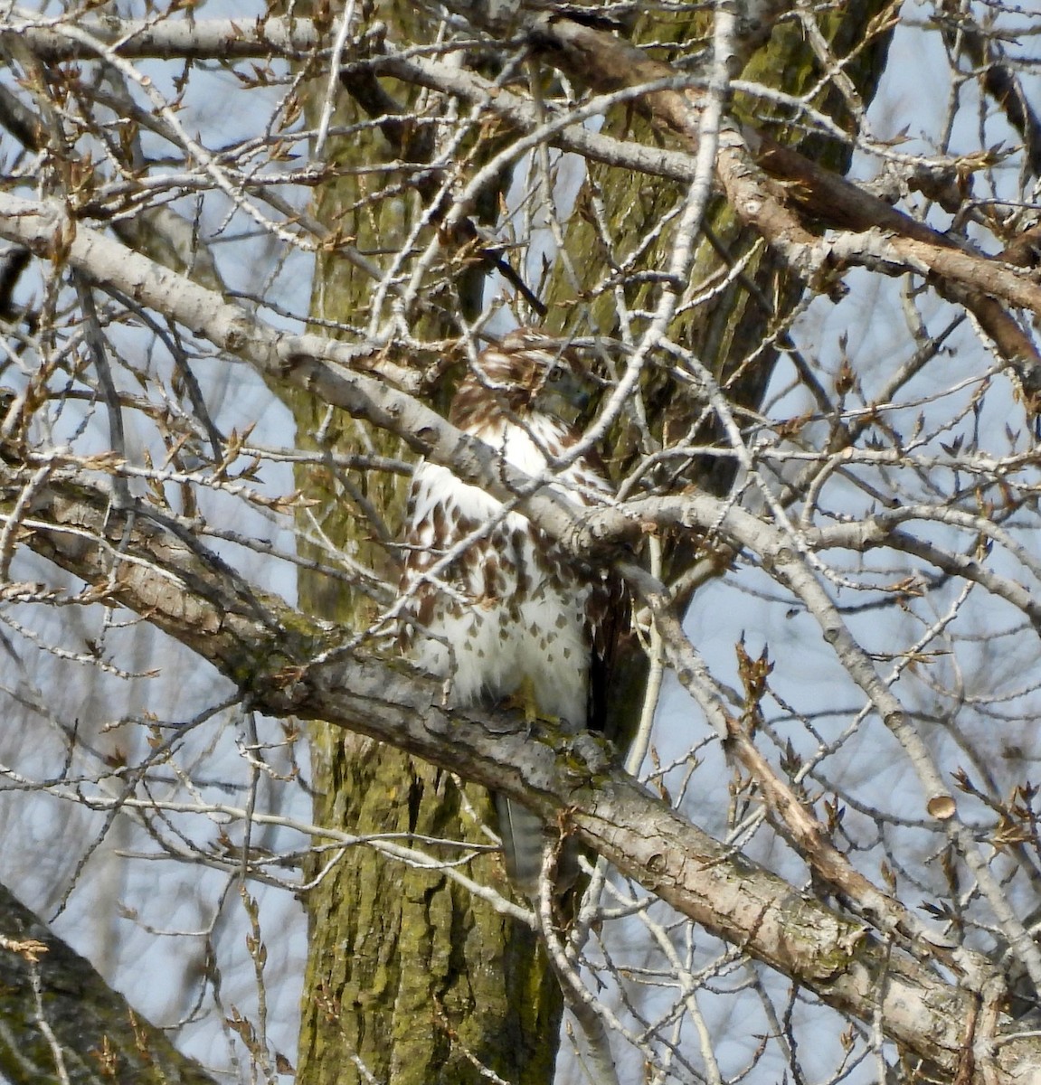 Busardo Colirrojo - ML652225399