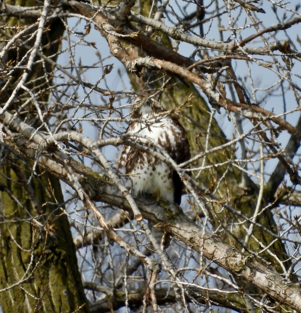 Busardo Colirrojo - ML652225400