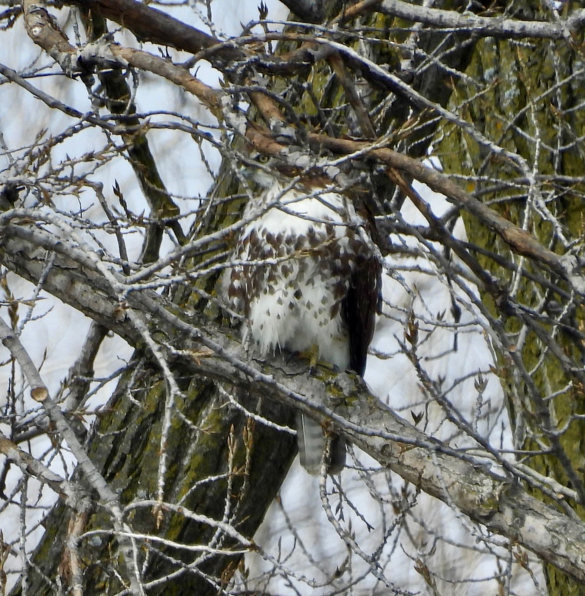 Busardo Colirrojo - ML652225401