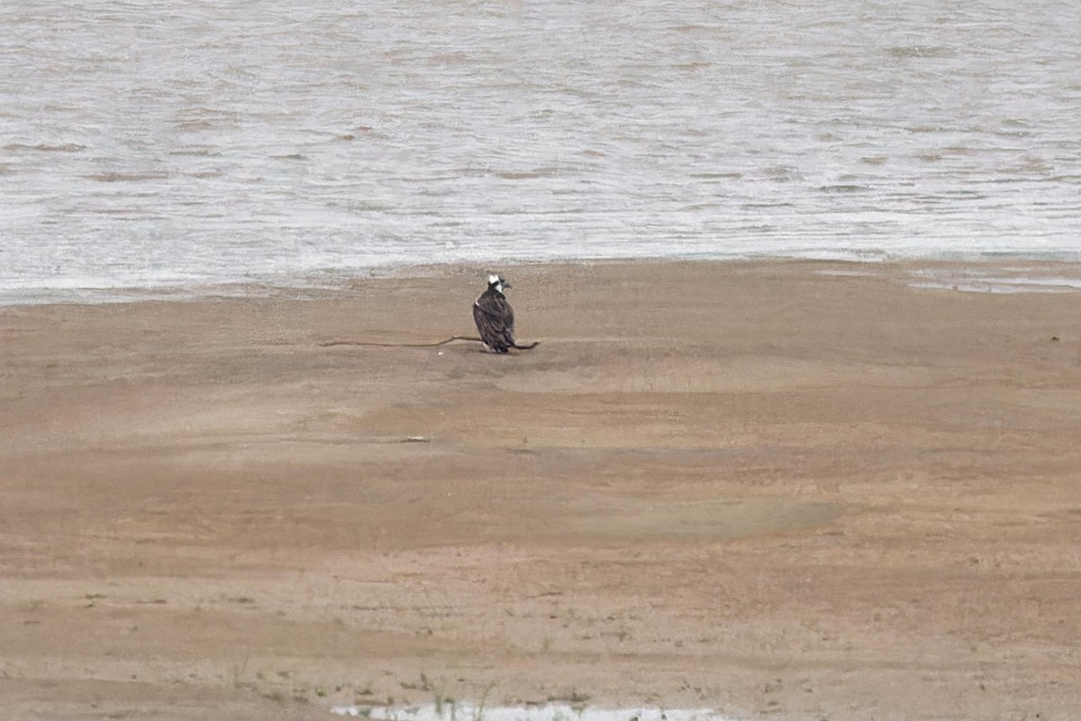 Águila Pescadora - ML652225402