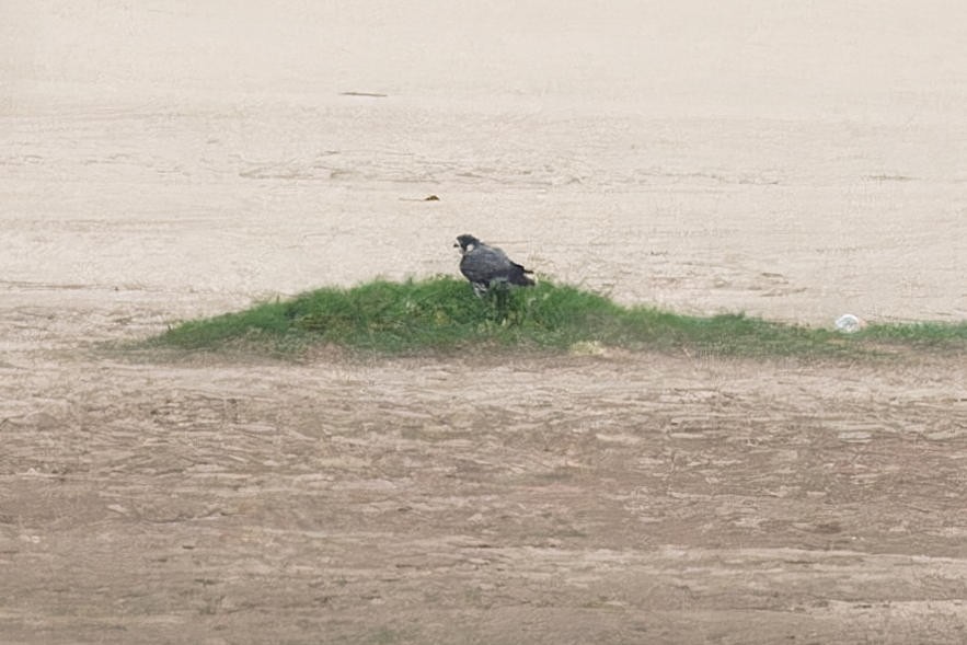 Halcón Peregrino (de la Tundra) - ML652225403