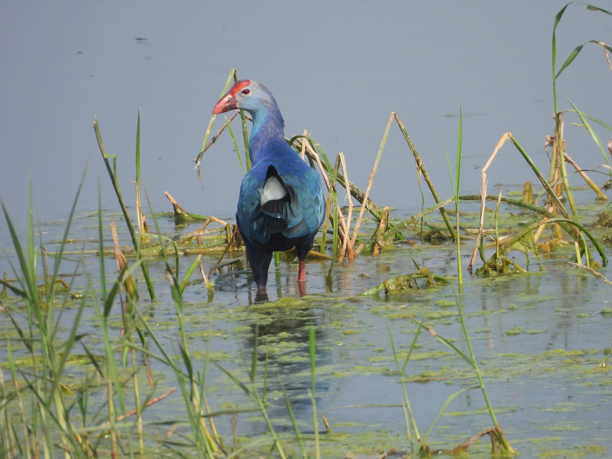Calamón Cabecigrís - ML652225411