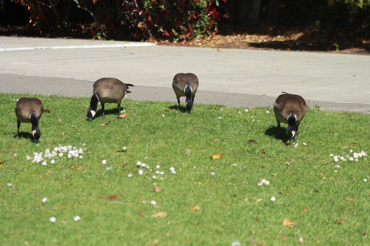 Barnacla Canadiense Chica - ML652225413