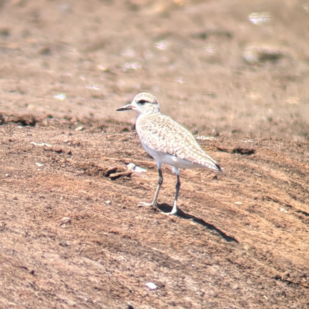 Chorlito Gris - ML652225414