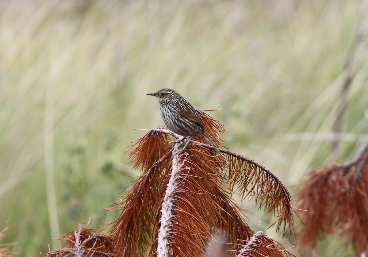 Canastero Flamulado - ML652225415