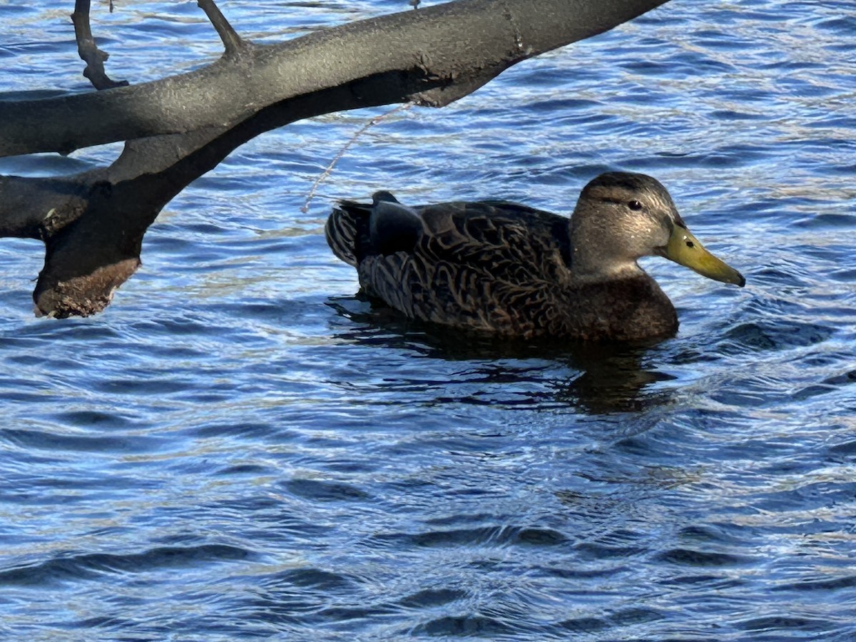 Ánade Mexicano - ML652225416