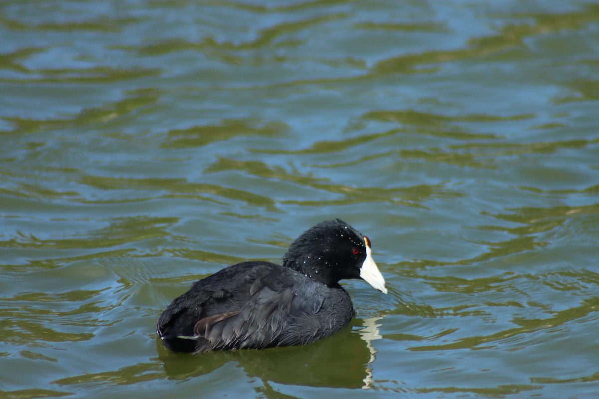 Focha Americana - ML652225417