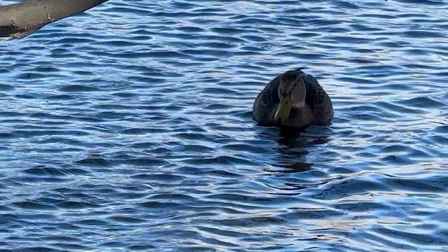 Ánade Mexicano - ML652225418