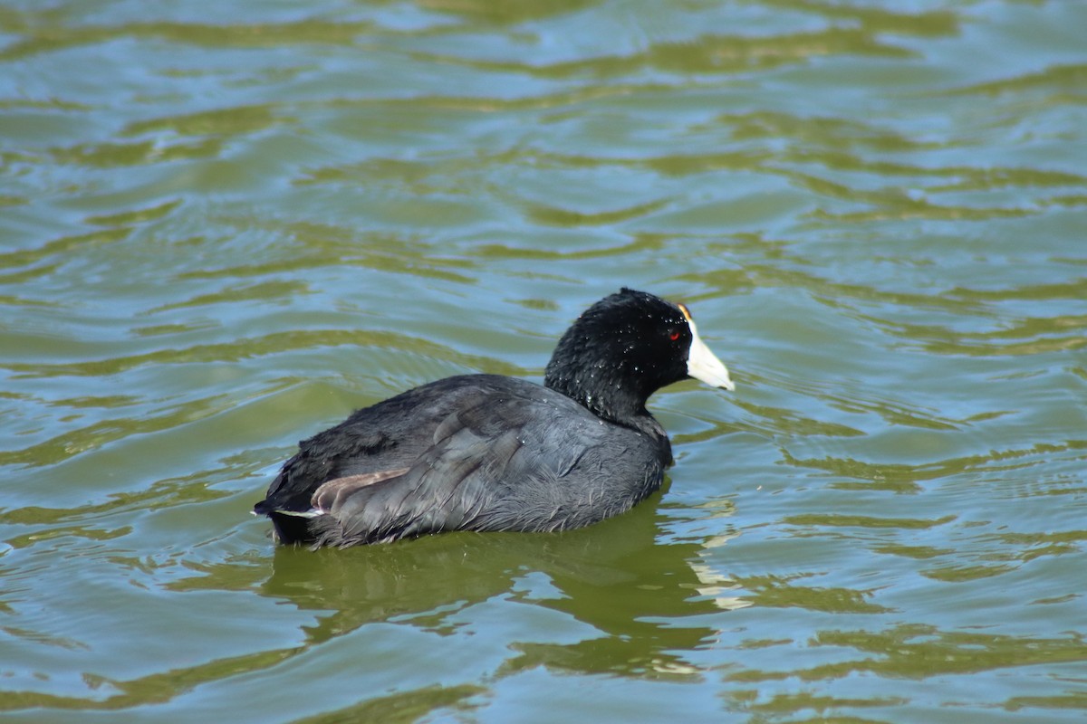 Focha Americana - ML652225419