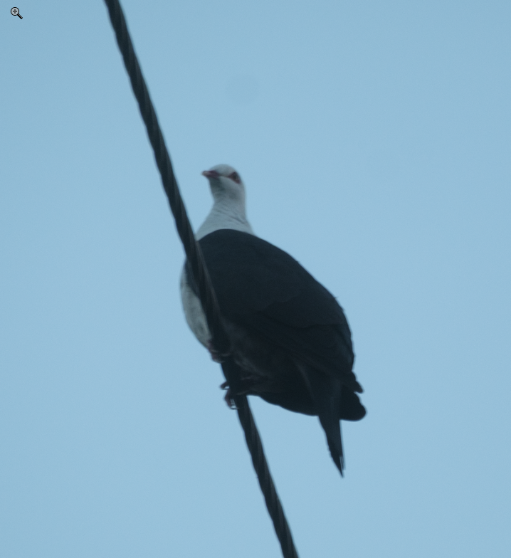 Paloma Blanquinegra - ML652225420