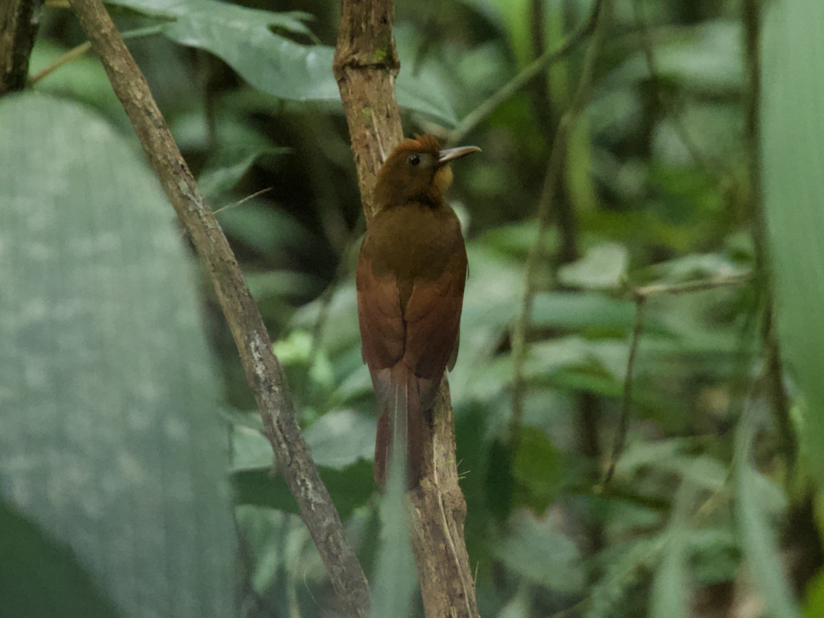 Trepatroncos Rojizo - ML652225421