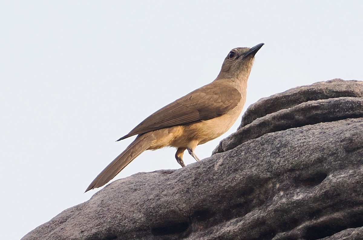 Picanzo Roquero - ML652225428