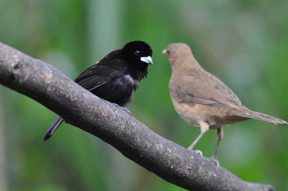 Tangara Terciopelo (Terciopelo) - ML652225431