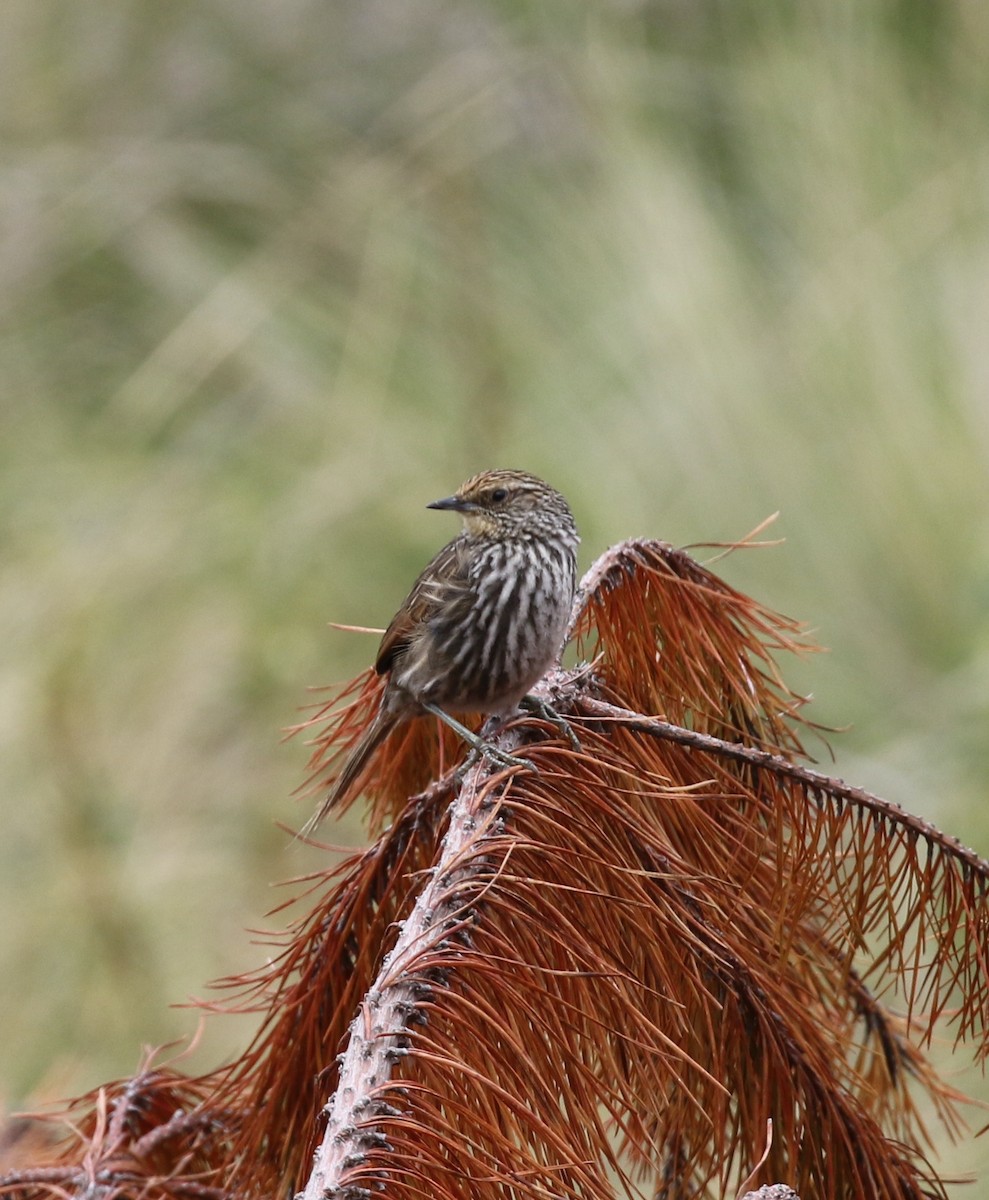 Canastero Flamulado - ML652225432